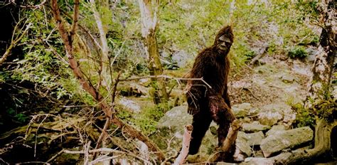 The Hunt for the Sasquatch Curse: Tales of Fear and Misfortune